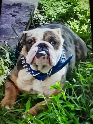 Bulldog – Merl British bulldog