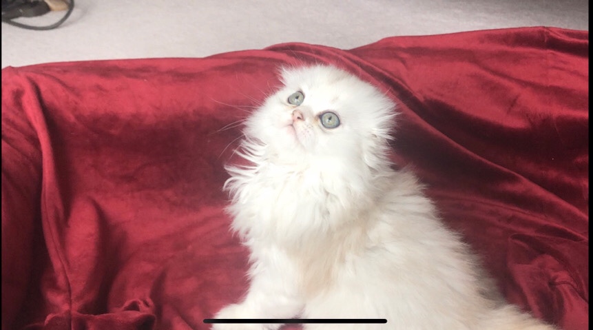 Scottish Fold – Fluffy Scottish fold kittens