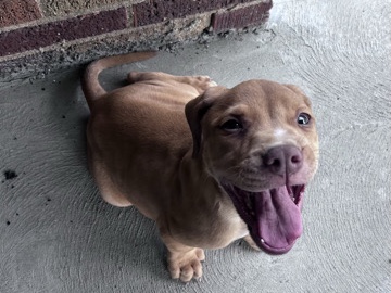 American Pit Bull Terrier – great deal – Maple Heights