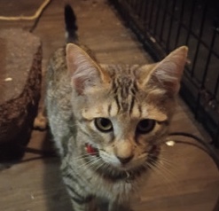 American Shorthair – Sweet American Shorthair Kitten Available in Dallas – Dallas