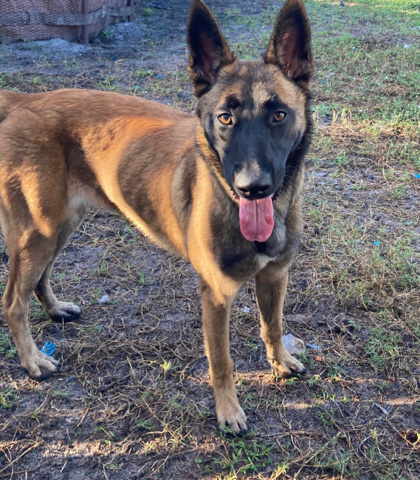 Belgian Shepherd Dog (Malinois) – Belgian Shepherd