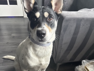 Mixed Breed – REHOME – Arlington