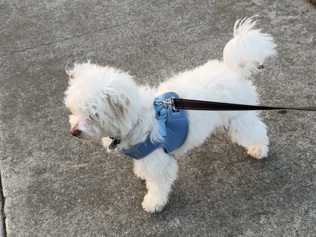 Maltipoo – Hi, I'm Appa – La Verne