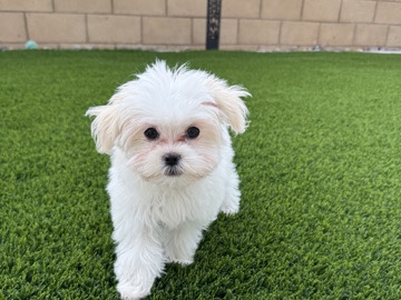 Maltese Puppy