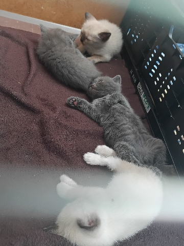 British Shorthair – britische Katze