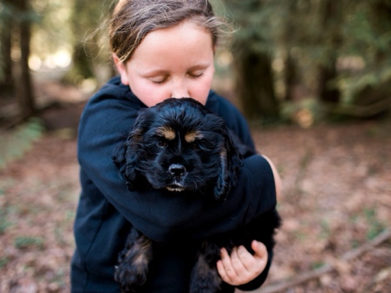 American Cocker Spaniel – Adorable AKC, cocker spaniel female puppies – Renton
