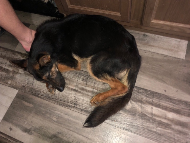 German Shepherd – Rehome