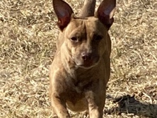 Chihuahua – needs rehome – Merced