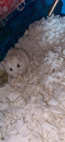 hamster