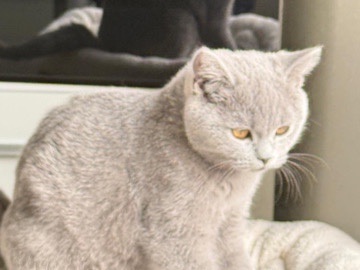 British Longhair – Liebevolle BKH-Katze 5 Monat sucht neues Zuhause – Essen