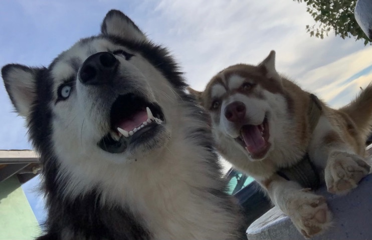 Siberian Husky – Siberian huskies