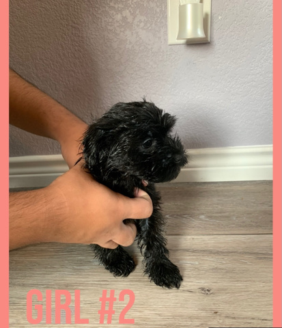 Maltese – Black Female Maltipoo Mix Puppy