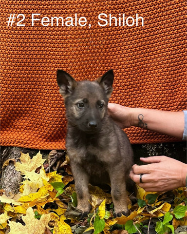 AKC German Shepherd Puppies