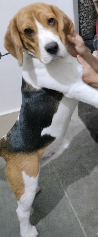 Beagle – Beagle male age 1 year