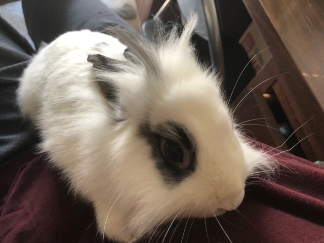 Lionhead – Lion head bunny with all accessories