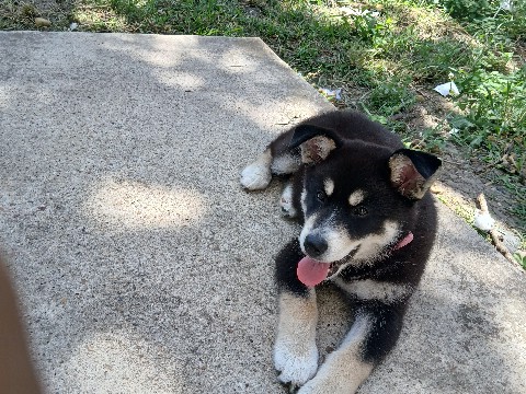 Alaskan Malamute – new puppy home – Houston