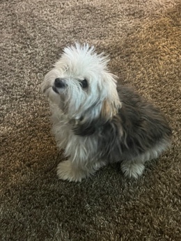 Pomeranian – Pomeranian / Shih Tzu Female Puppy