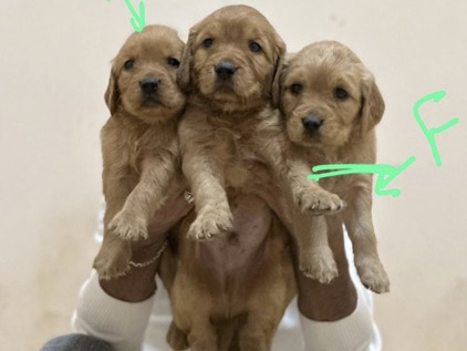 Image of Golden Retriever