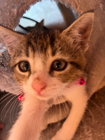 Russian White, Black and Tabby – Free 1 month kitten