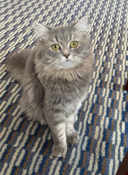 Persian (Traditional) – Persian Cat