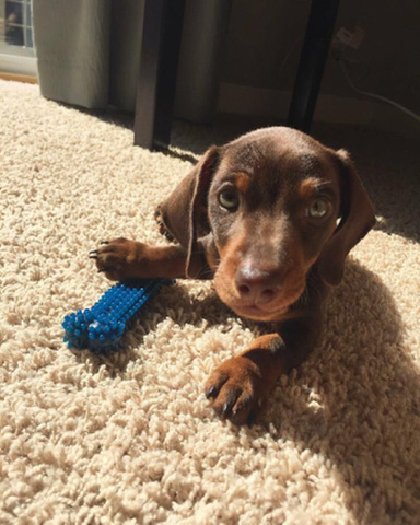 Dachshund – dachshund puppy