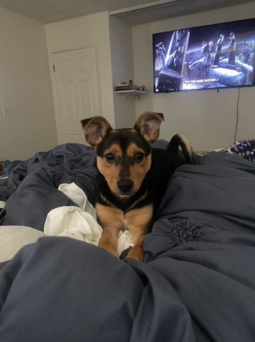 Rottweiler – Rottweiler and Chihuahua Mix