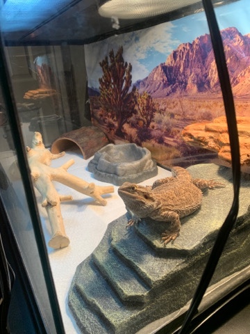 Bearded Dragon