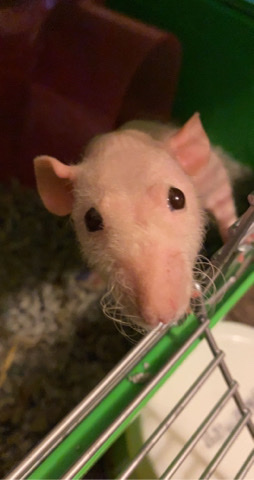 Any – hairless rat GOOD PRICE