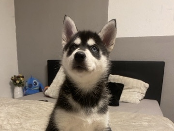 Welpen Husky