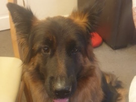 German Longhaired Pointer – Long-haired German Shepherd – Basingstoke
