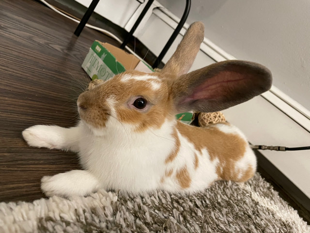 Brown and White Rabbit