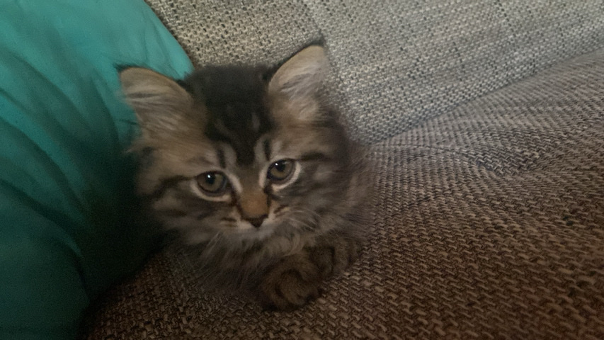 Katze