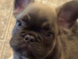 French Bulldog – Frenchie love – Anderson