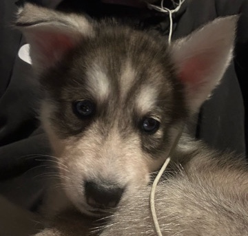 Siberian Husky – husky/malamute