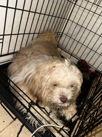 Shih Tzu – Boy maltipoo