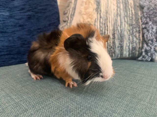 Any – Baby guinea pigs