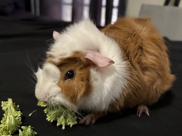Rehoming one young male guniea pig