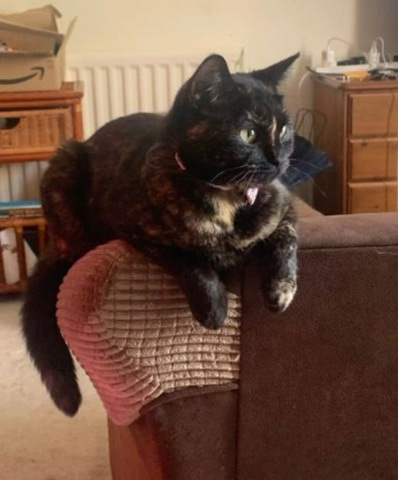 British Shorthair – Cats for sale.
