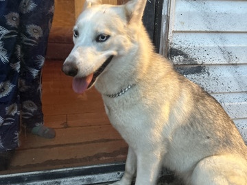 Siberian Husky – Xena (Z-e-n-a) – Shelby