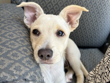 Mixed Breed – Looking for love? So is Blues! 💕 – La Mirada