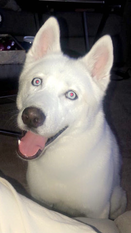 Siberian Husky – Friendly husky needs new home