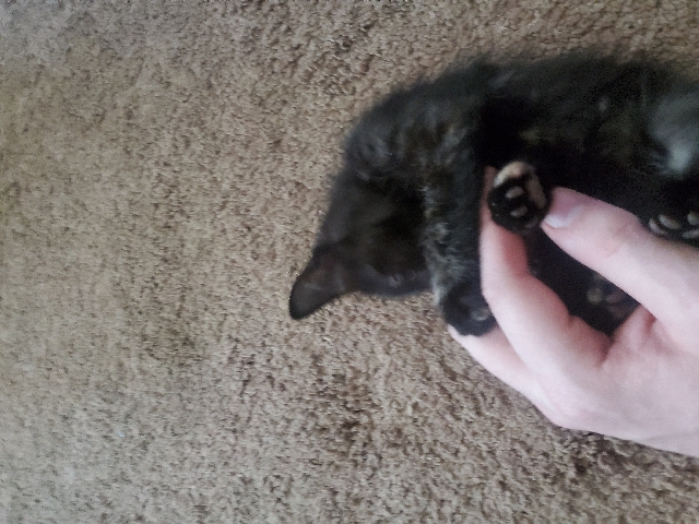 American Shorthair – Need to sell ASAP