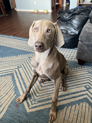 Weimaraner – 10 month old  weimaraner
