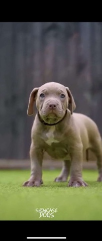 American Bulldog – XL bully (10 weeks)