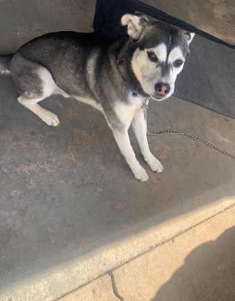 Labrador Husky – Labrador Husky