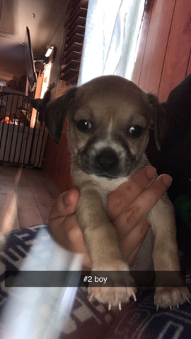 Chihuahua – chihuahua puppy