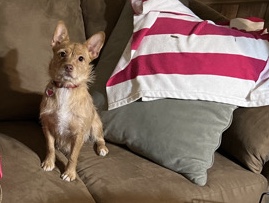 Chihuahua – female chihuahua – Hyattsville