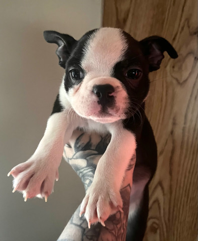 Purebred Boston Terrier Puppies