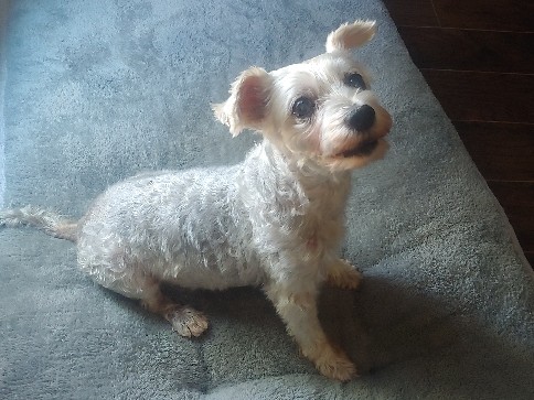 Morkie – Sweet girl in need of loving home – San Antonio