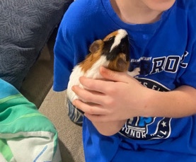 Any – Guinea Pigs For Sale! 2ea with Cage